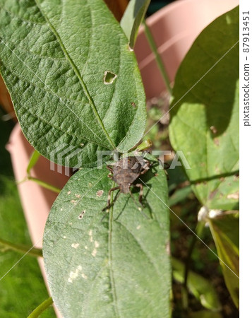Stink bug sucking soybean sap Stink bug sucking soybean sap 87913451