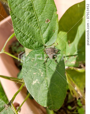 Stink bug sucking soybean sap Stink bug sucking soybean sap 87913452