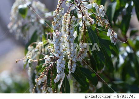 阿塞比花 阿塞比花 87913745
