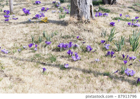 Crocus flower Crocus flower 87913796