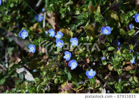 波斯Speedwell 87913833