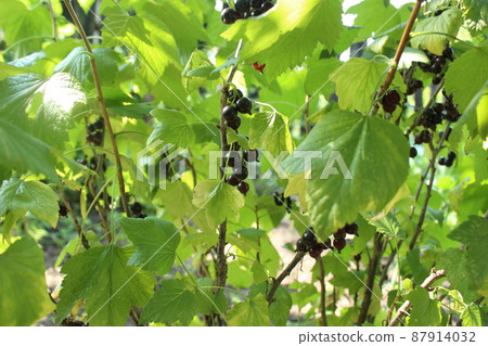 blackcurrant berries grow on a bush branch close-up. Vitamin C in berries and fruits. growing berries plant growing care for fruit bushes bushes 87914032