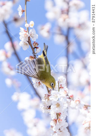 Early spring flight scene of plum and white-eye Early spring flight scene of plum and white-eye 87914431