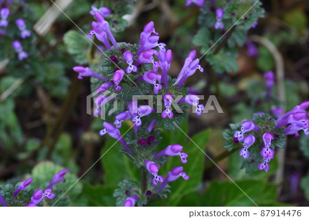Lamium amplexicaule 87914476