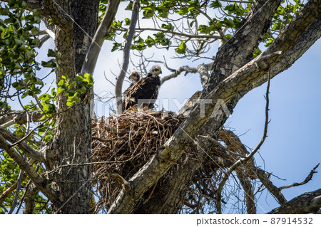 White-tailed eagle chicks (Haliaeetus albicilla) White-tailed eagle chicks (Haliaeetus albicilla) 87914532