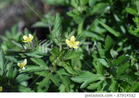 Citrus neno button 87914582