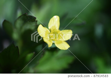 Citrus neno button 87914583