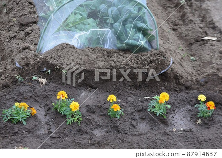 伴生萬壽菊，滅線蟲效果 87914637