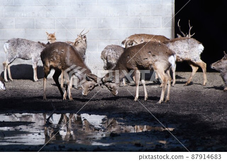 參觀茨城縣鹿島市鹿島神宮三神社，武道神 87914683