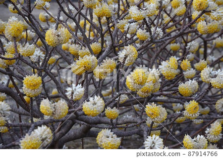 Mitumata flowers 87914766