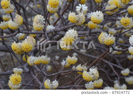 Mitumata flowers 87914772