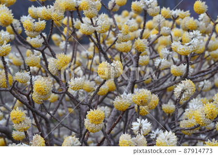 Mitumata flowers 87914773
