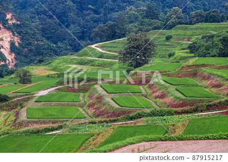 Yamagata Prefecture / Summer "Shikamura Rice Terraces" (Shikamura Rice Terraces / Toyomaki Rice Terraces) 100 Rice Terraces in Japan Yamagata Prefecture / Summer "Shikamura Rice Terraces" (Shikamura Rice Terraces / Toyomaki Rice Terraces) 100 Rice Terraces in Japan 87915217