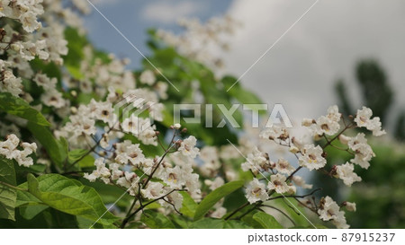 blooming green chestnut sways in the wind against the blue sky. summer tree branches background. blooming spring. blooming green chestnut sways in the wind against the blue sky. summer tree branches background. blooming spring. 87915237