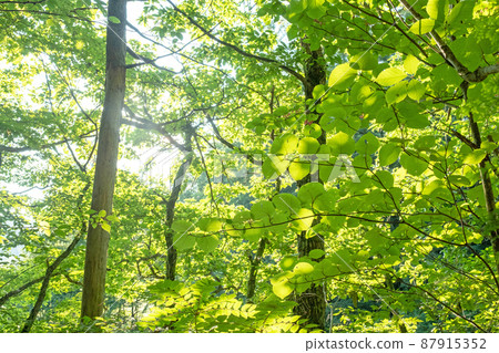 A walking path of fresh greenery and sunbeams in the forest (around Lake Onbara) A walking path of fresh greenery and sunbeams in the forest (around Lake Onbara) 87915352
