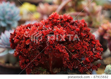 beautiful succulents beautiful succulents 87915682