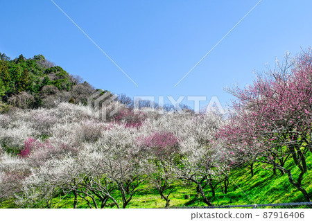 Kogesawa Plum Grove, Takao Umego, Hachioji City, Tokyo Kogesawa Plum Grove, Takao Umego, Hachioji City, Tokyo 87916406