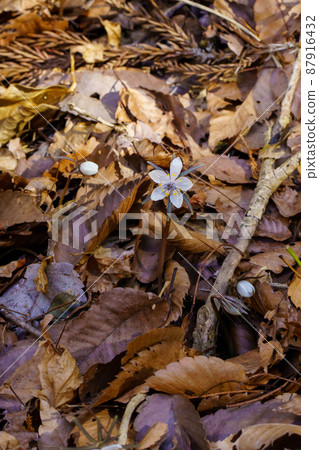 Setsubunsou Setsubunsou 87916432