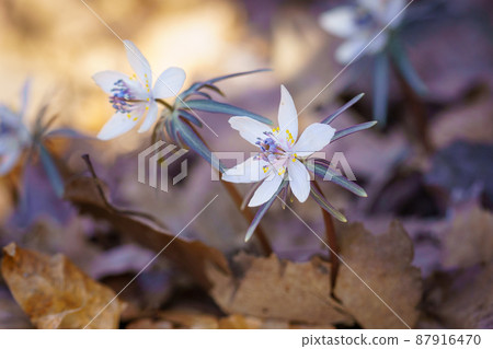 Setsubunsou 87916470