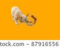 A large metal muzzle and a small puppy playing with it 87916556
