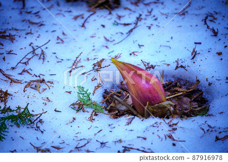 米糠 米糠 87916978