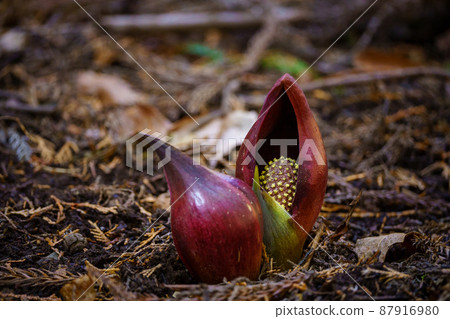 米糠 米糠 87916980