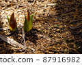 Rice bran 87916982