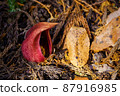 Rice bran 87916985