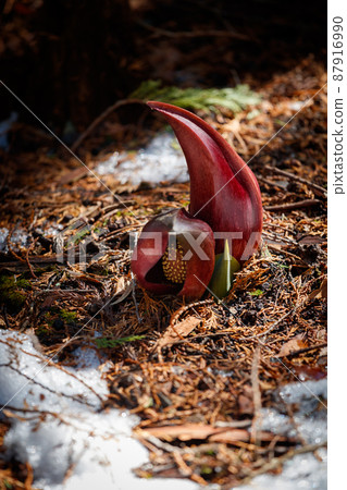 米糠 米糠 87916990