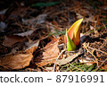 Rice bran 87916991