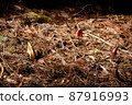 Rice bran 87916993