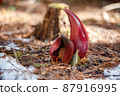 Rice bran 87916995