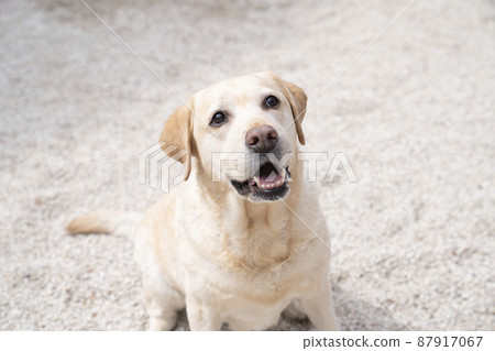 拉布拉多獵犬微笑 87917067