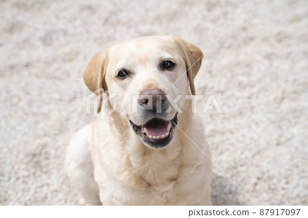 Labrador retriever smiling Labrador retriever smiling 87917097
