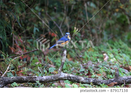 Beautiful blue feather bird (Ruribitaki lapis lazuli) Beautiful blue feather bird (Ruribitaki lapis lazuli) 87917138