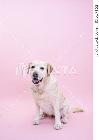 Labrador retriever with pink back and smile 87917152