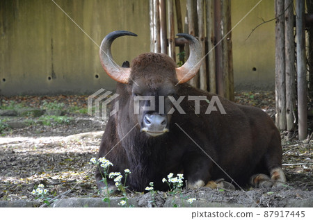 Relaxing buffalo Relaxing buffalo 87917445