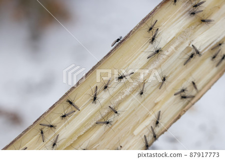 Adult chironomids that collect in the sap 87917773