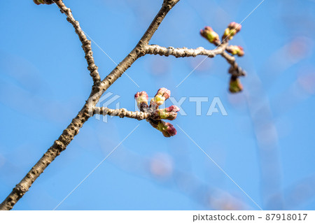 櫻花芽 櫻花芽 87918017
