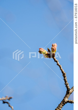 櫻花芽 櫻花芽 87918018
