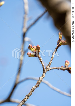 櫻花芽 櫻花芽 87918019