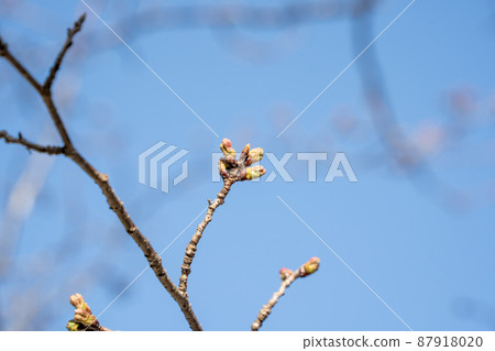 櫻花芽 櫻花芽 87918020