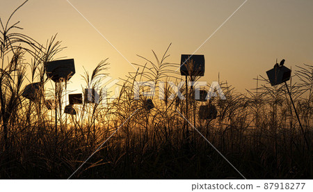 Bird's Paradise, Sangam Sky Park Nest Bird's Paradise, Sangam Sky Park Nest 87918277