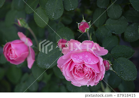 beautiful roses in summer in june beautiful roses in summer in june 87918415