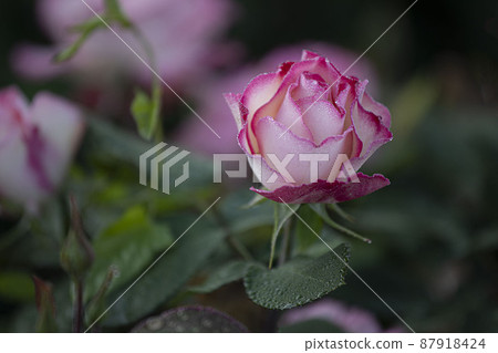 beautiful roses in summer in june 87918424