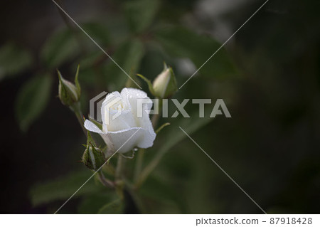 六月夏天美麗的玫瑰 87918428