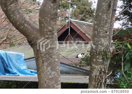 Cat on the roof 87918950