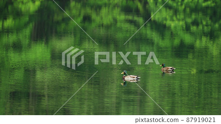 Nagano Oku Tateshina Duck in Mishakaike 87919021