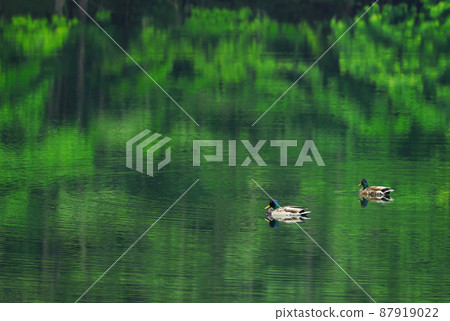Nagano Oku Tateshina Mishakaike Pond duck z 87919022