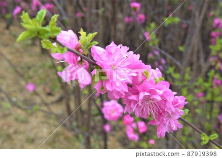 它是一种红李子。 它是一种红李子。 87919398